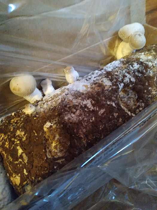 mushroom-log-cultivation-fruiting